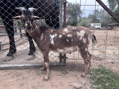 Moonspotted Nigerian Dwarf Buck $150 OBO