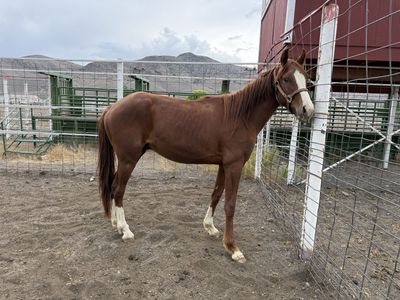 2 year old gelding