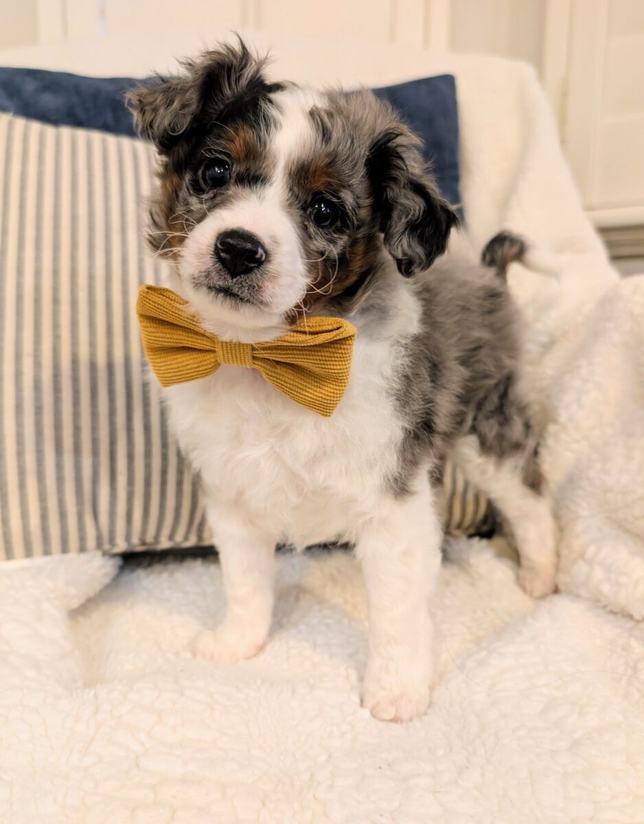 F2 Mini Aussiedoodle Puppy!