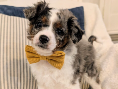 F2 Mini Aussiedoodle Puppy!