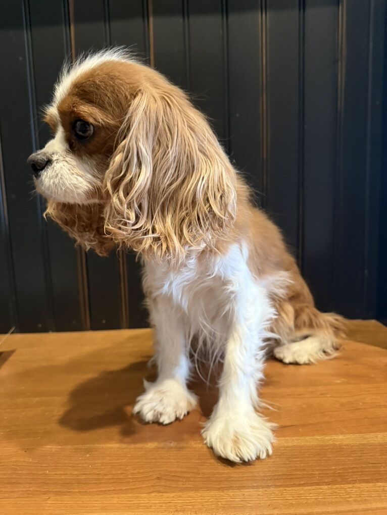 AKC King Charles Cavalier Female