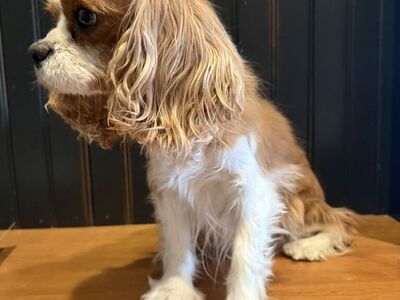 AKC King Charles Cavalier Female