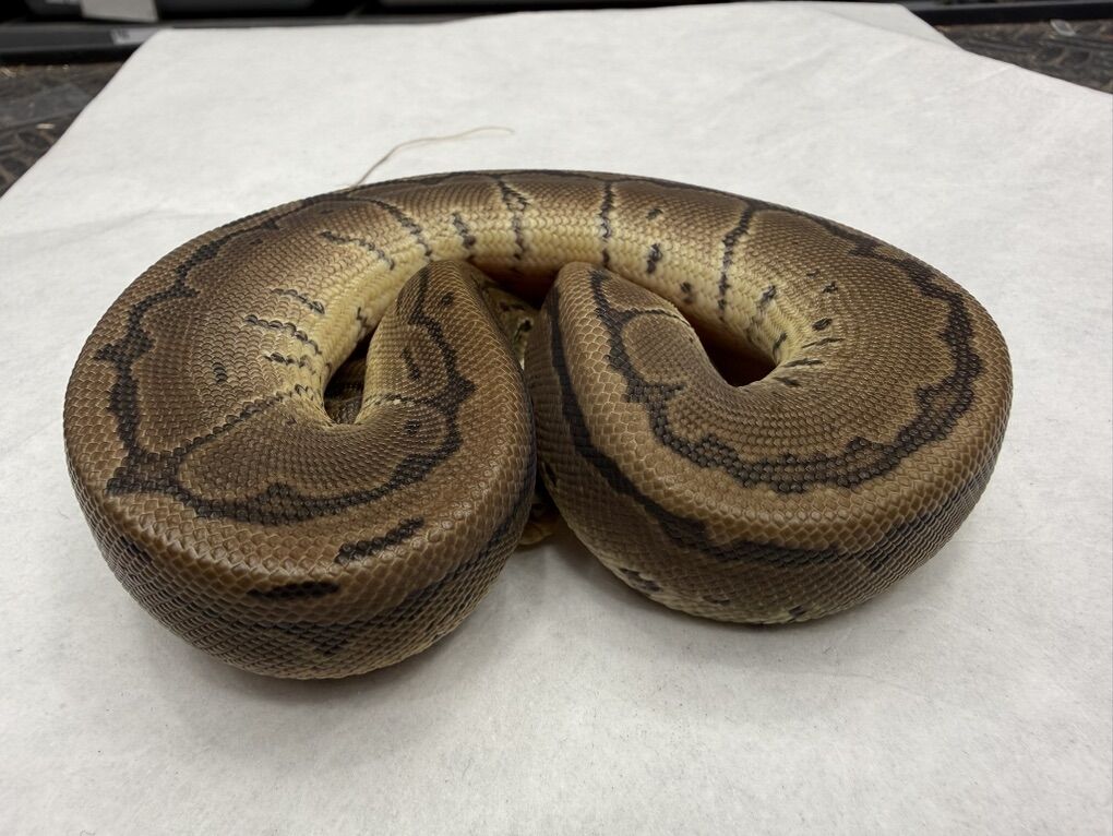 Pinstripe Het DG Het Pied