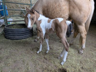 Buckskin Paint Filly – Nice Conformation & Markings