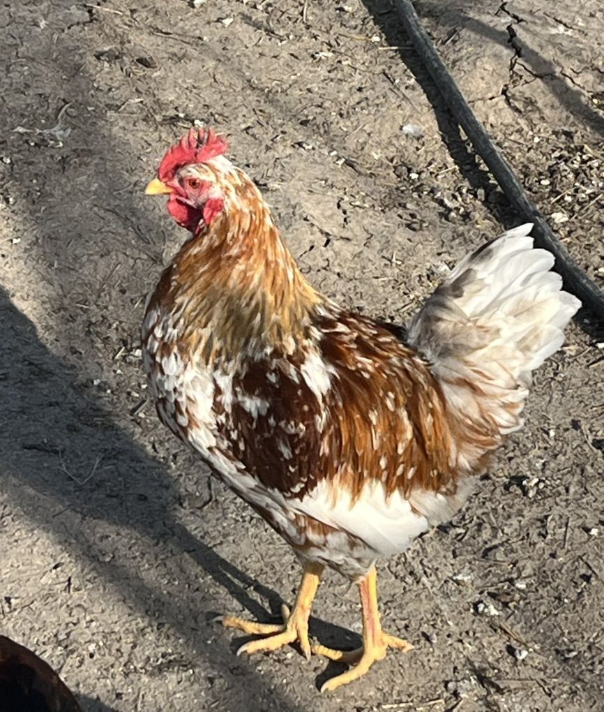 RARE Swedish  Flower Hen young Roosters/Cockerels