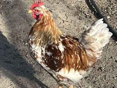 RARE Swedish Flower Hen young Roosters/Cockerels