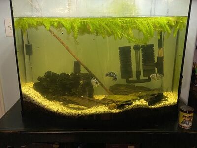 49 Gallon Curved Front Aquarium/ Fish Tank