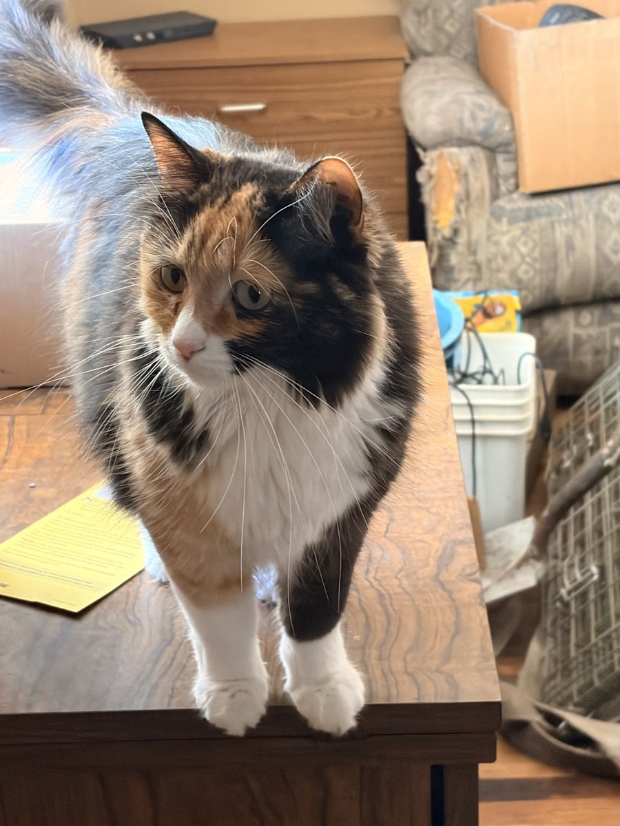 Lost cat