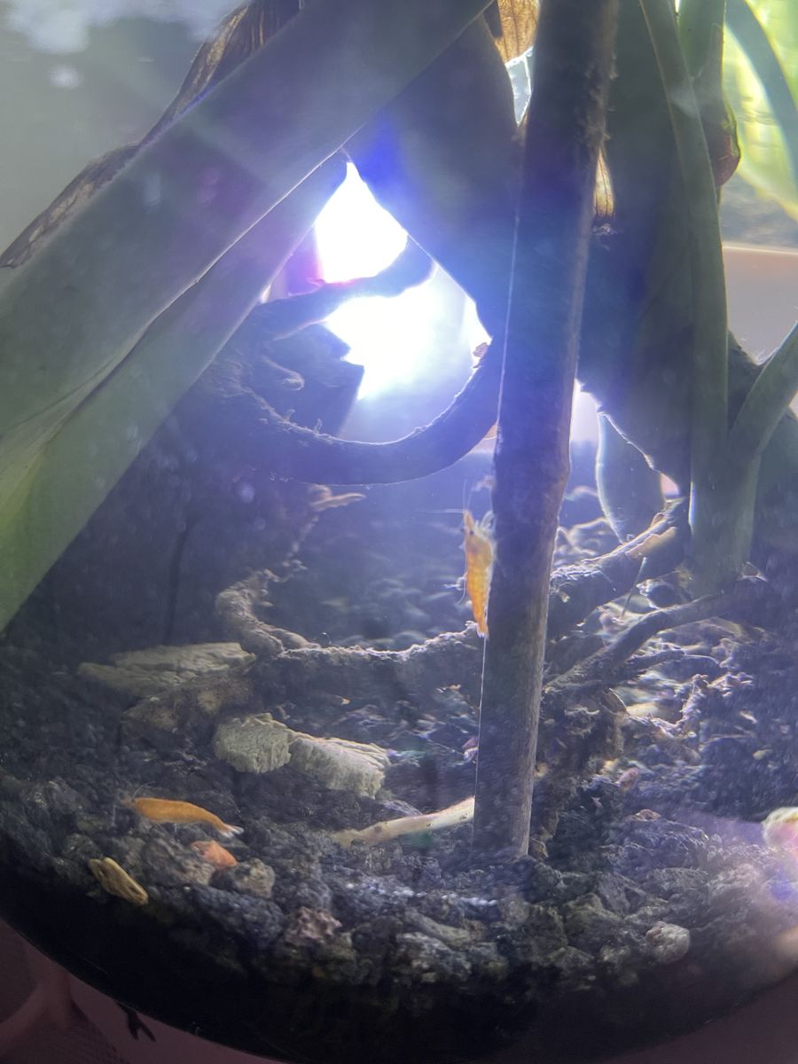 I Can Rescue Your Fish