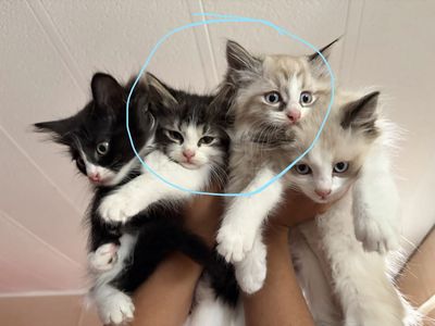 Stray Mama Cat dropped off her babies 2Months now
