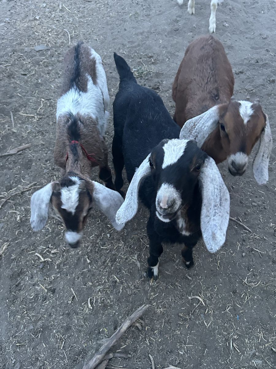 Goats