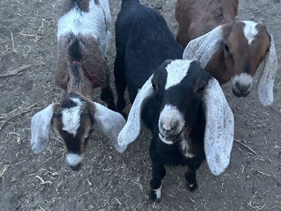 Goats