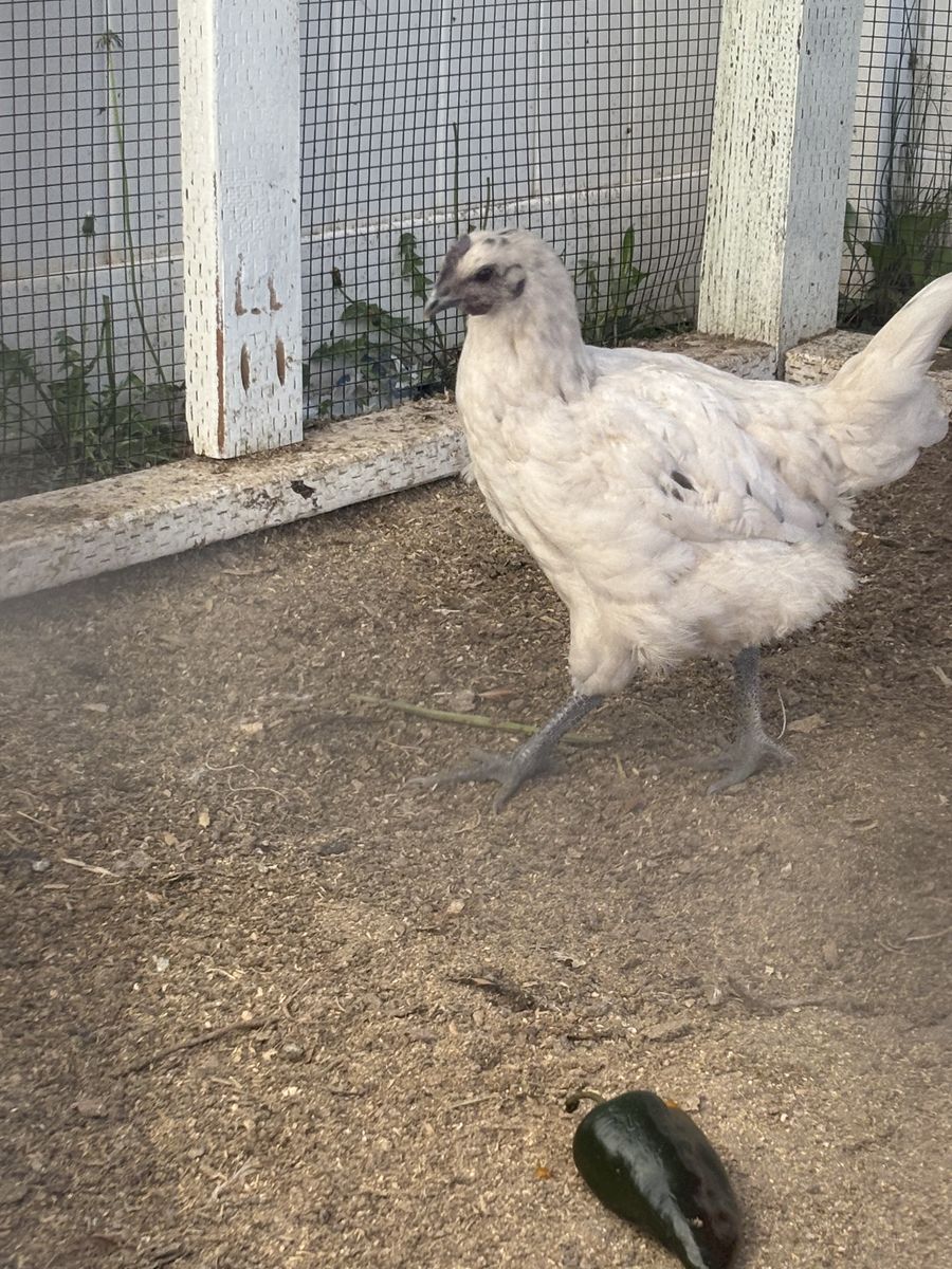 FREE Zombie chicken cockerel rooster