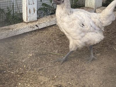 FREE Zombie chicken cockerel rooster