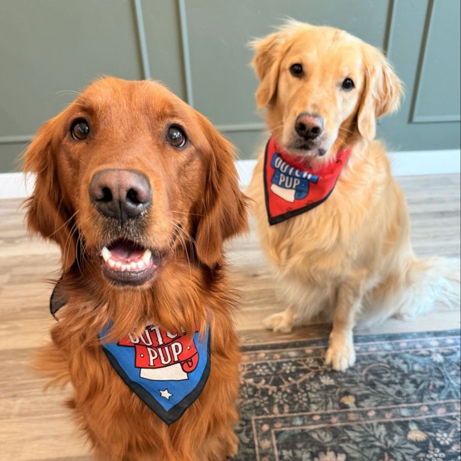 Bonded Pair Golden Retriever Males