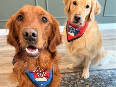 Bonded Pair Golden Retriever Males