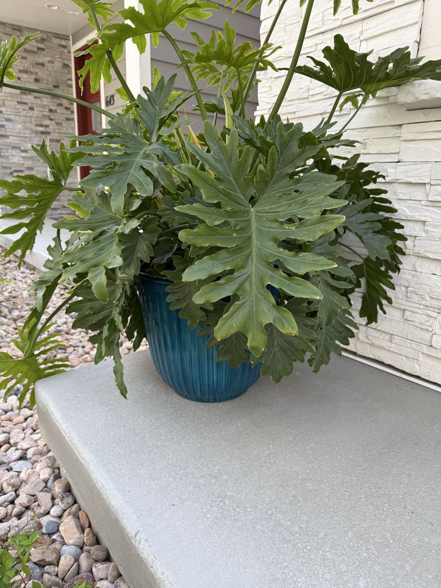Indoor outdoor plant