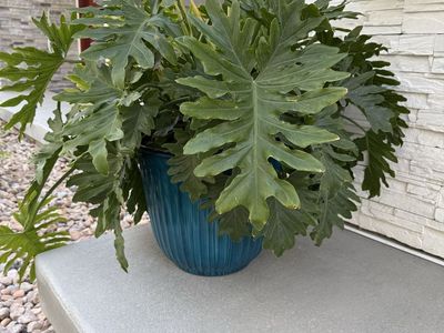 Indoor outdoor plant