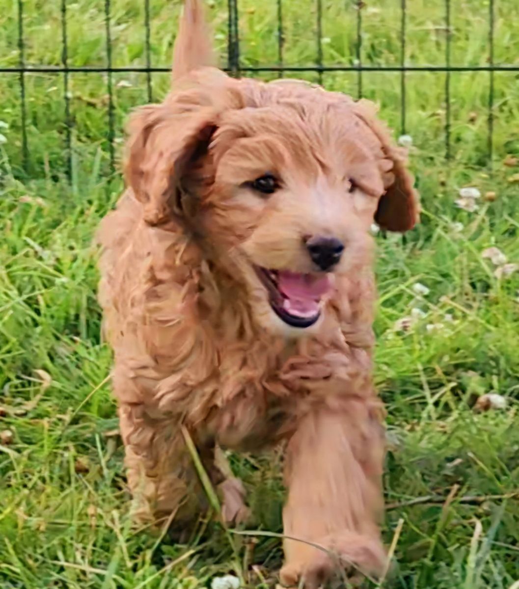 Mini Labradoodles, price reduced