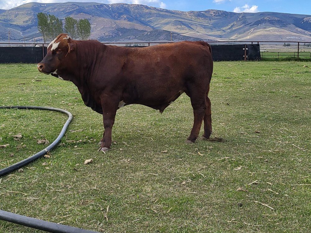 yearling bulls