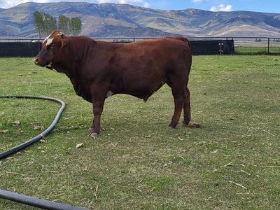 yearling bulls