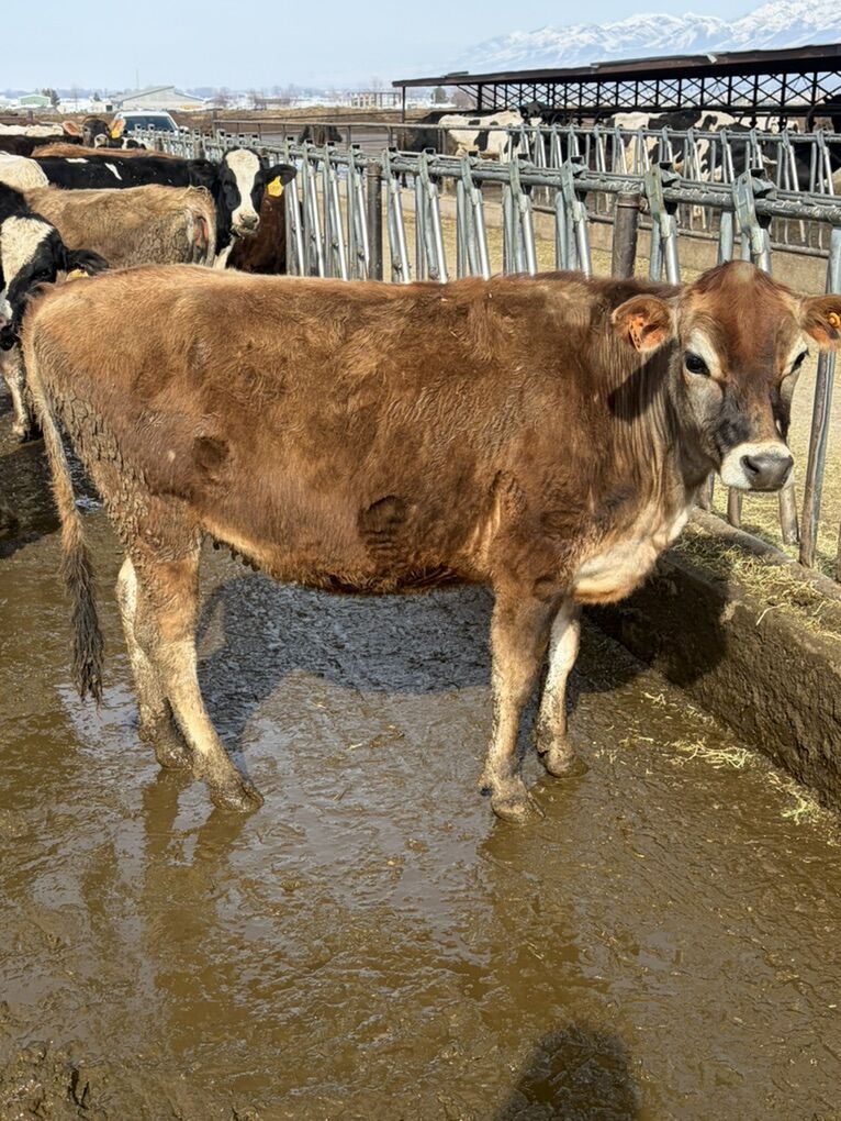 Polled a2a2 Jersey Heifer