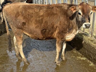 Polled a2a2 Jersey Heifer