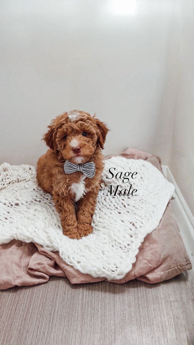 AKC small mini poodle Male