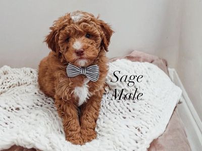 AKC small mini poodle Male