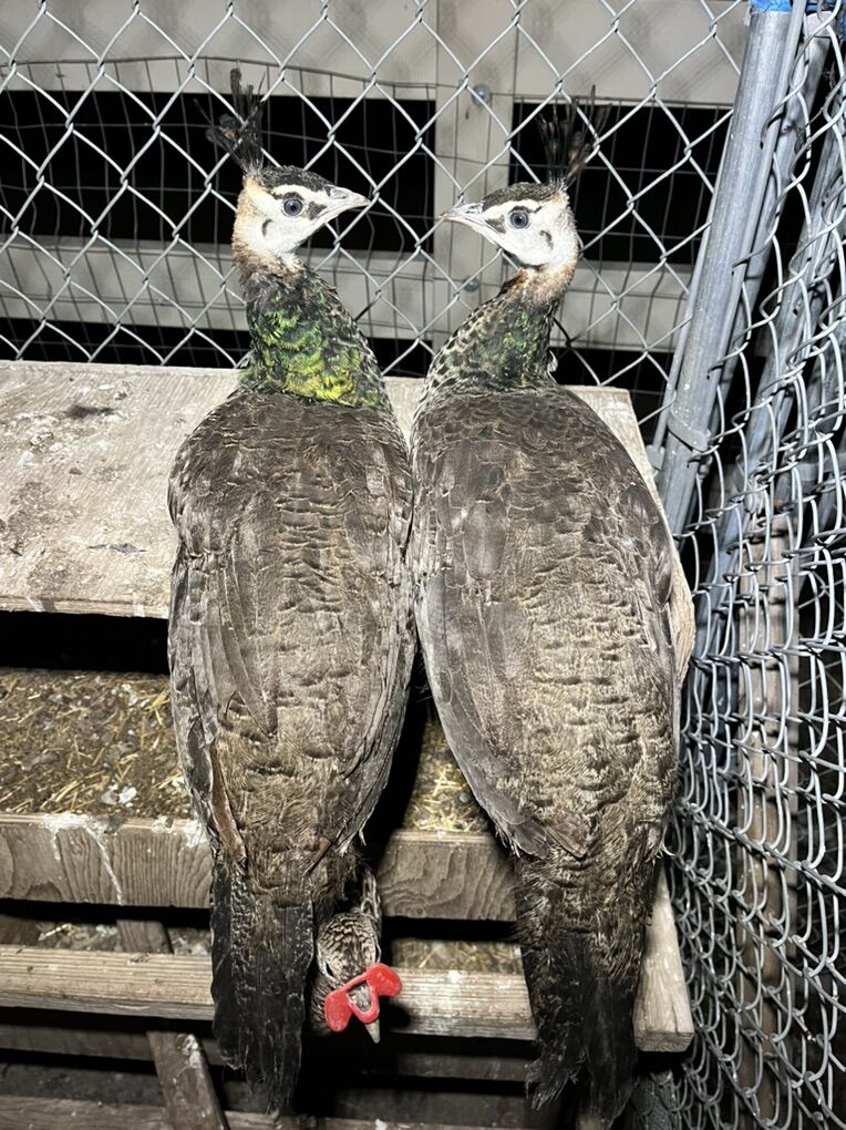 Indian Blue Peachick (juvenile)