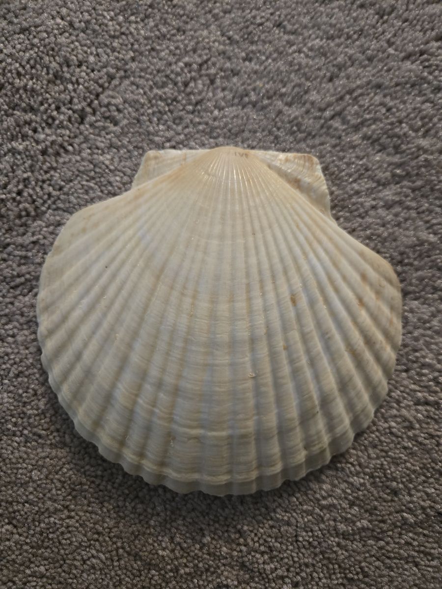 Main image 6