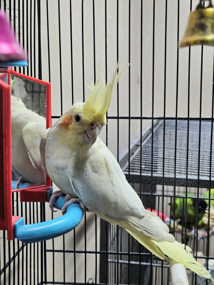 Beautiful Lutino Cockatiel