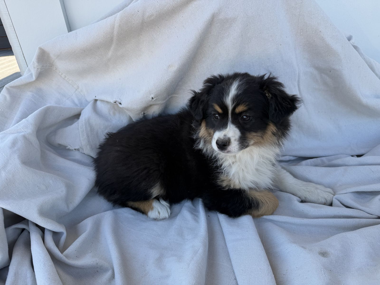 Mini-Aussie pups