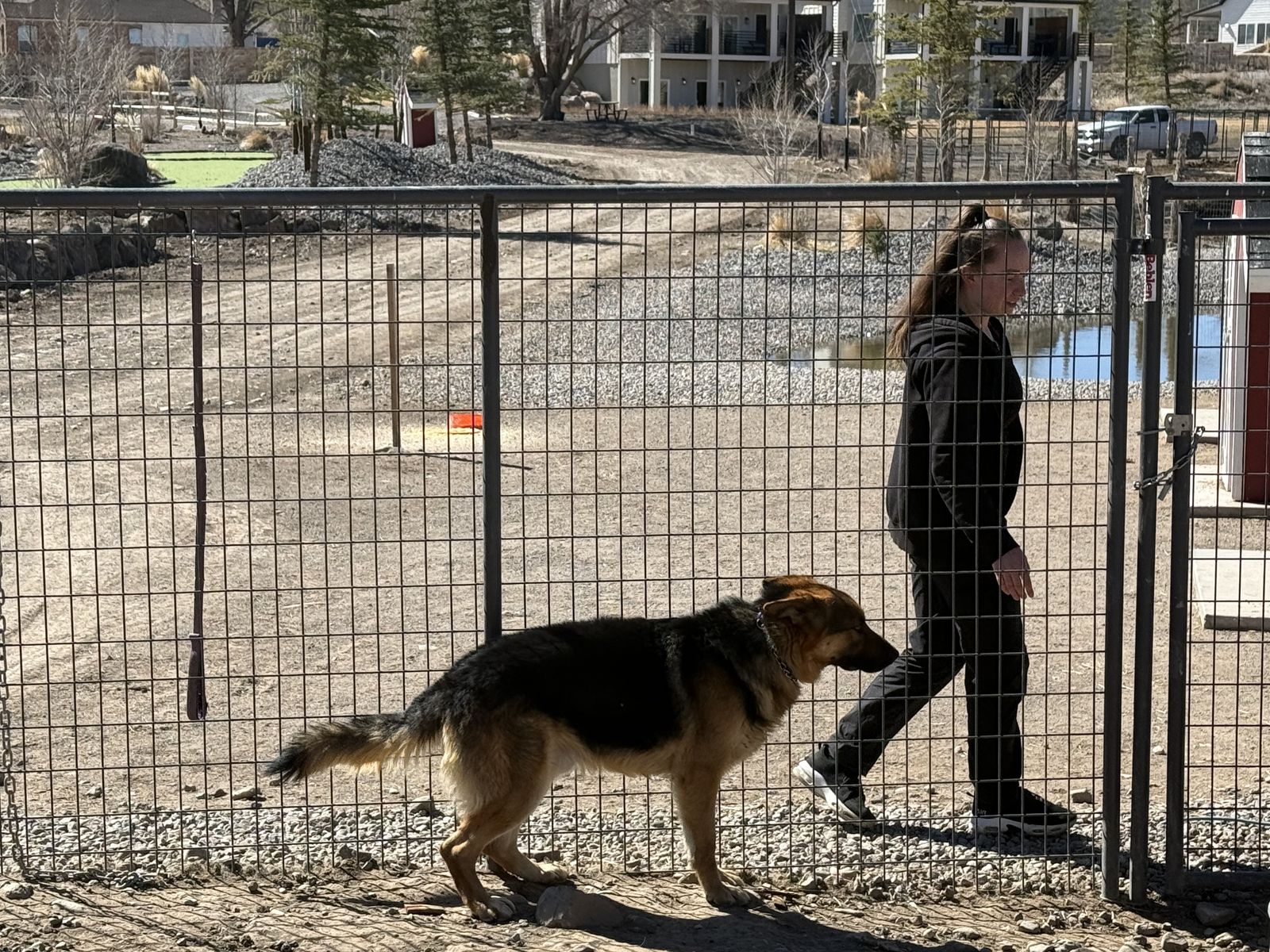 Male German Shepherd For Sale