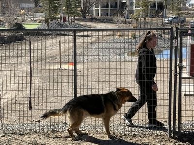 Male German Shepherd For Sale