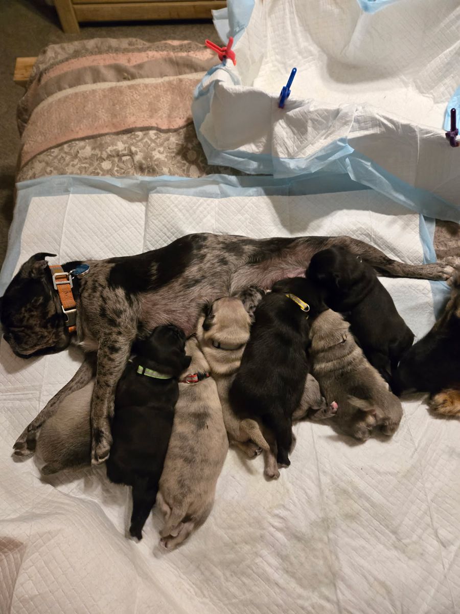Rare & Exotic Pug Litter Available