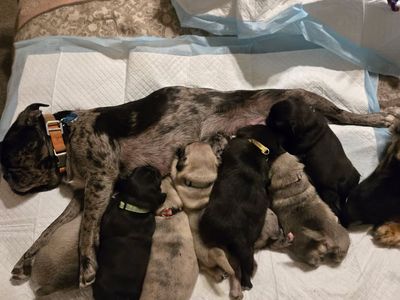 Rare & Exotic Pug Litter Available
