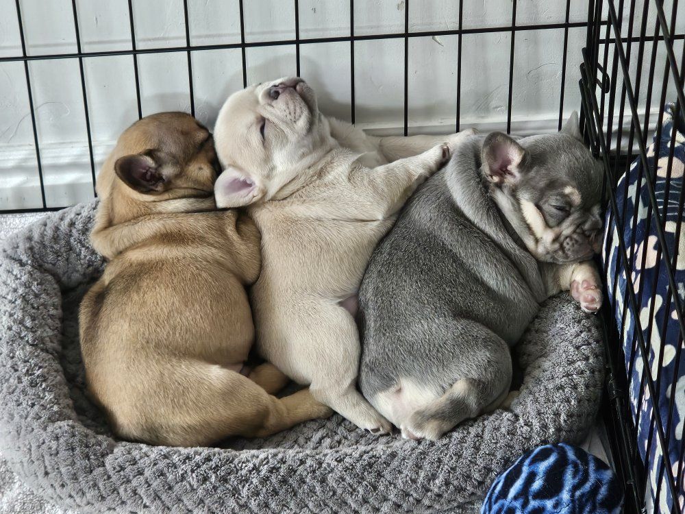 French Bulldog 