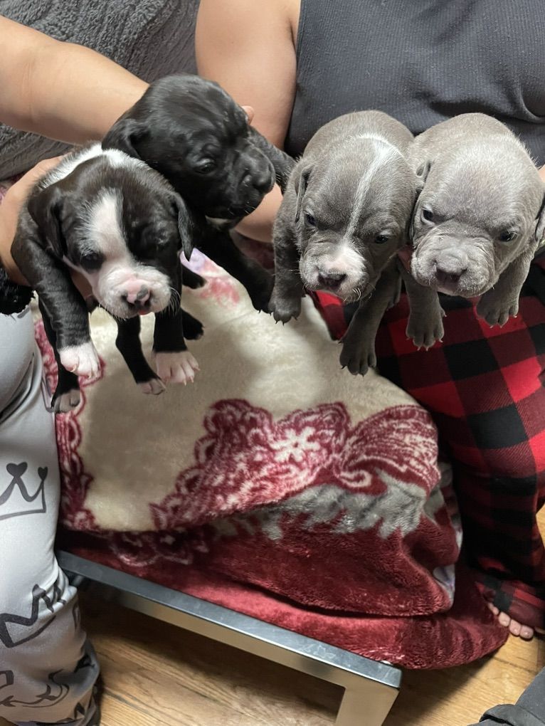 American Bullys 600$ 2 Girls Left