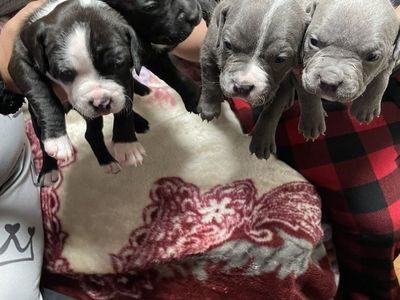 American Bullys 600$ 2 Girls Left