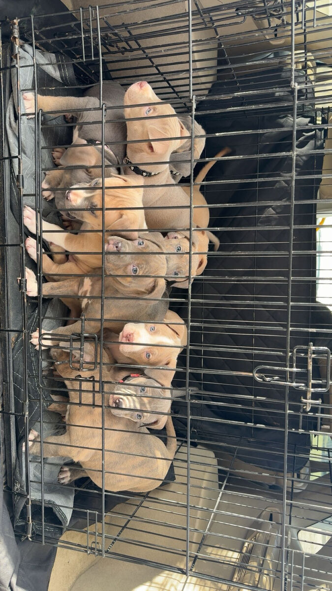 Bandog Puppies - Neo mastiff/cane corso/ American pitbull terrier