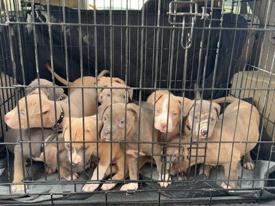 Bandog Puppies - Neo mastiff/cane corso/ American pitbull terrier