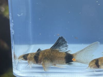 Long-Fin Panda Corydora Catfish