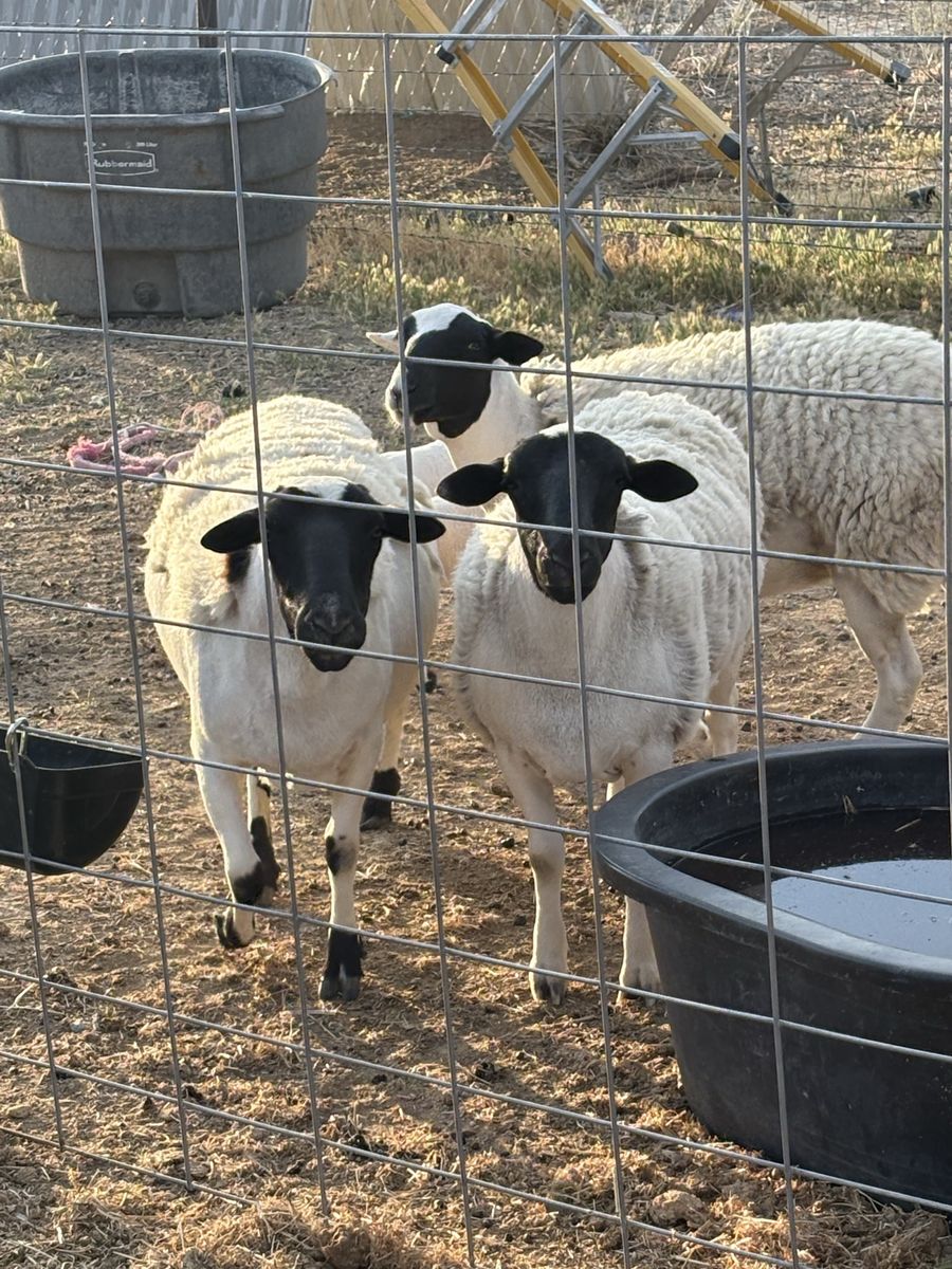 Dorper ewes for sale