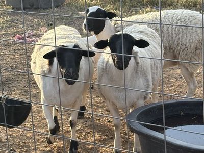 Dorper ewes for sale