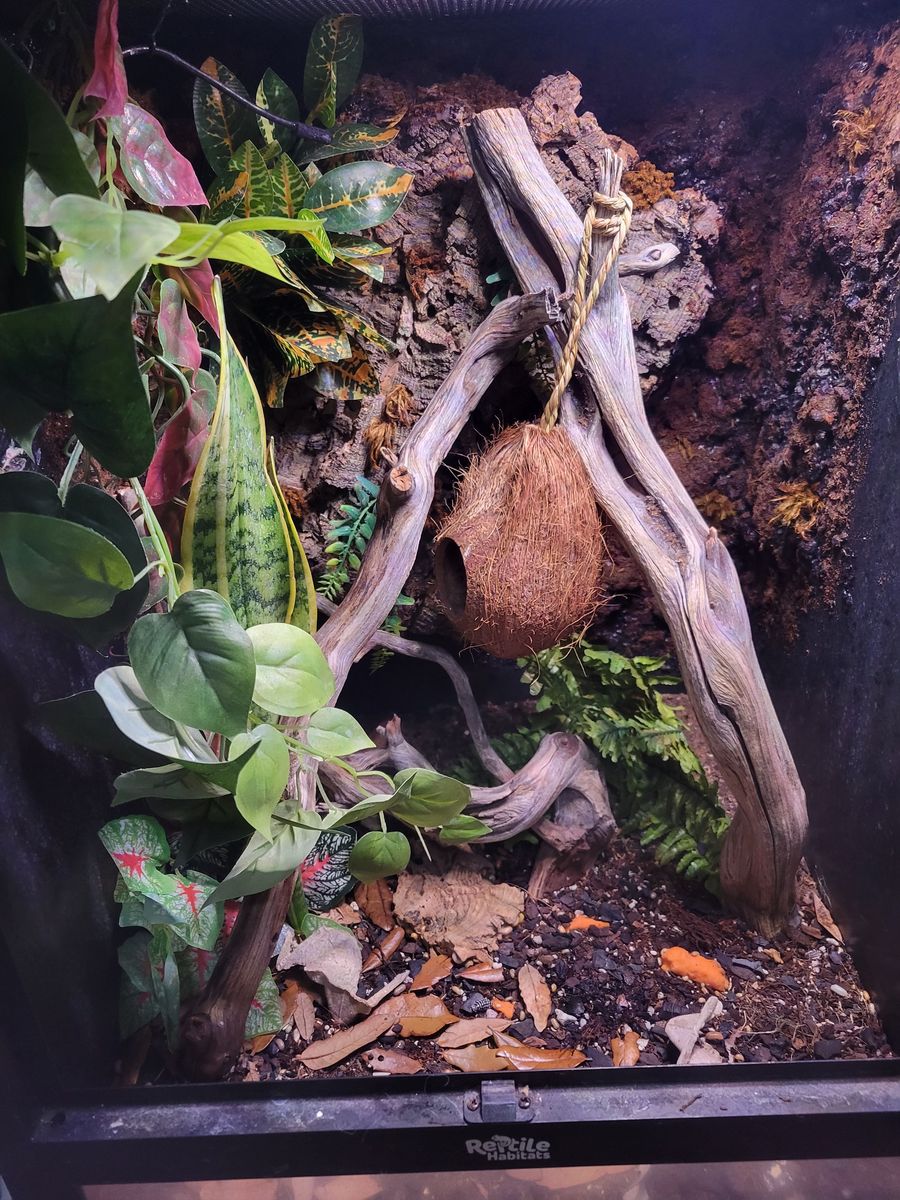 Two adult Crested Geckos with Everything