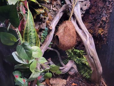 Two adult Crested Geckos with Everything
