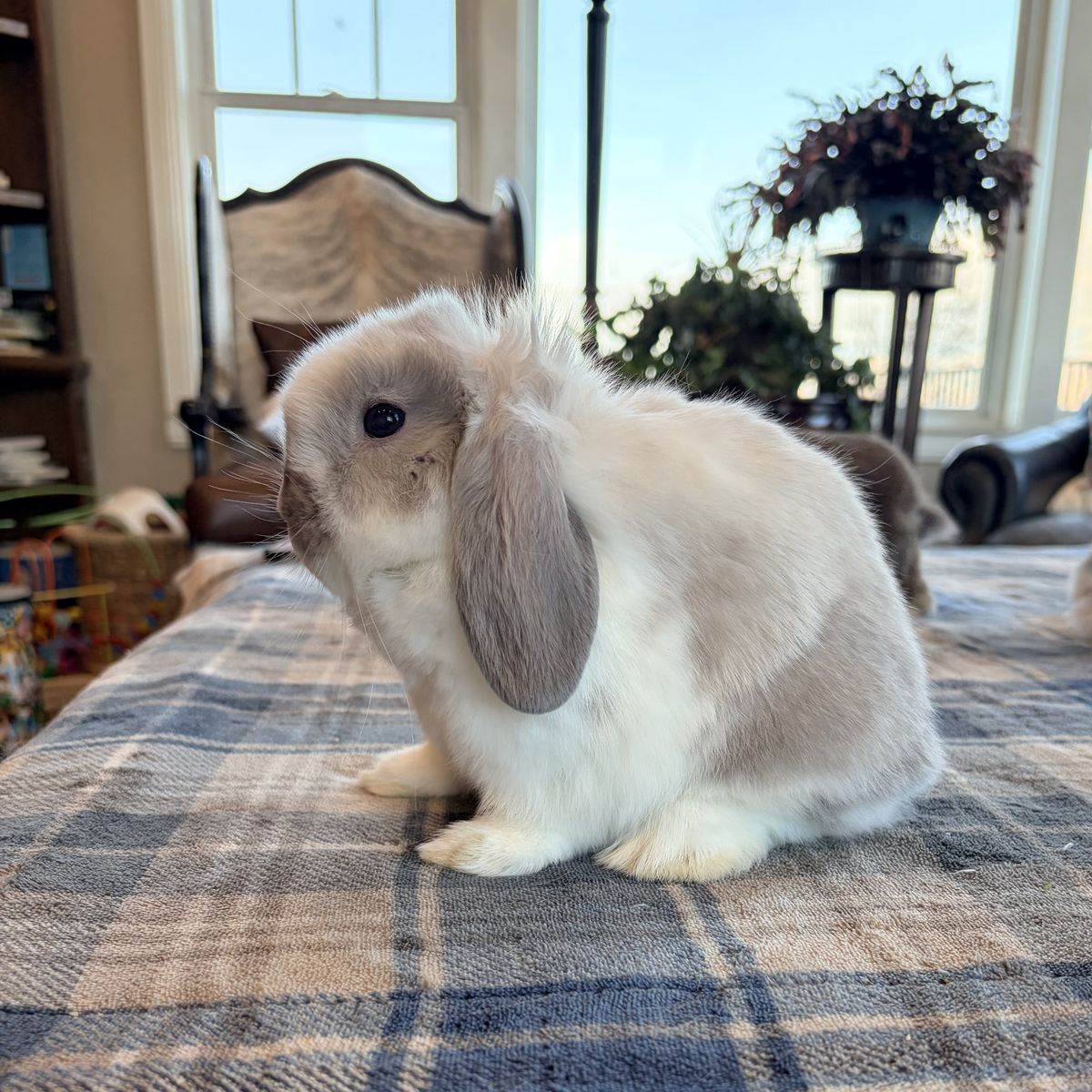 Blue Point Holland Lop baby bunny