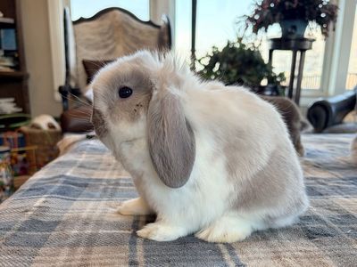 Blue Point Holland Lop baby bunny