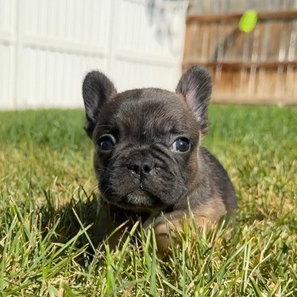 French bulldog puppies